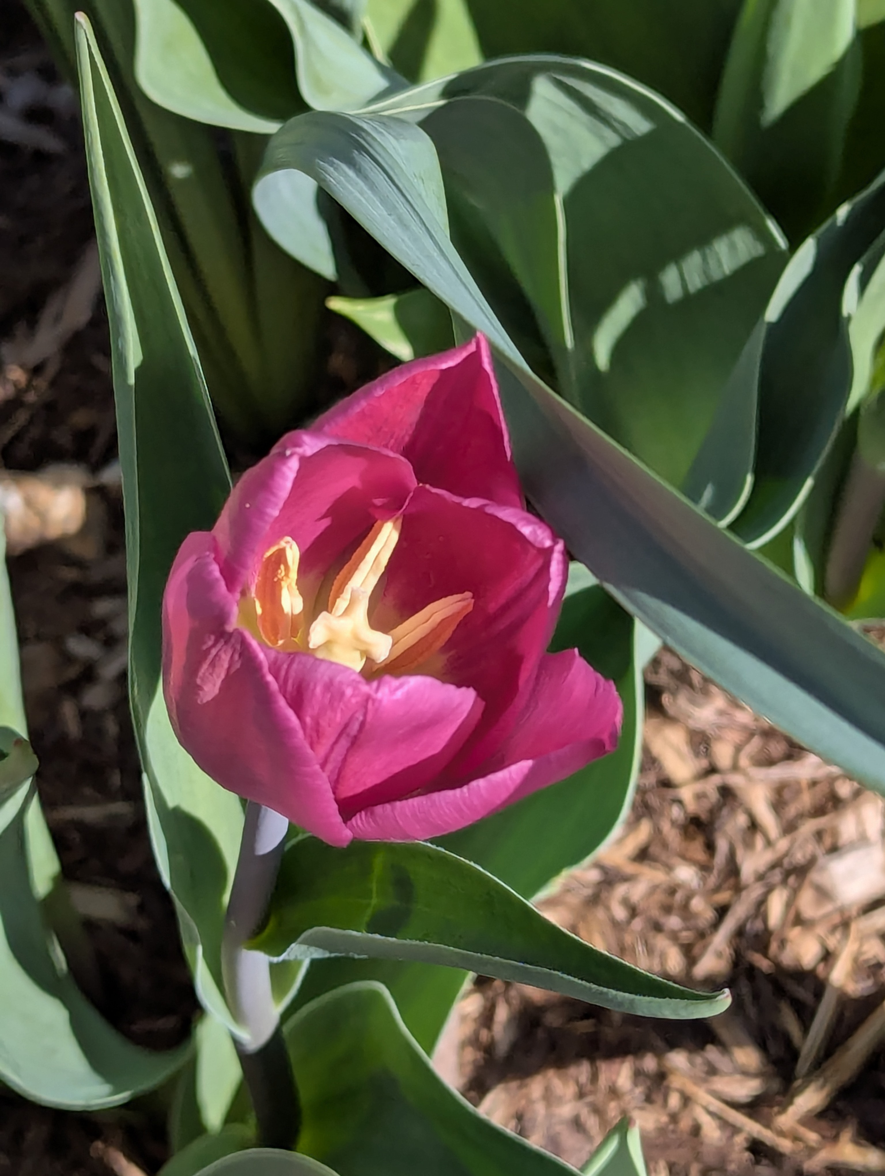 Garden, Flowers, Morrison, Colorado